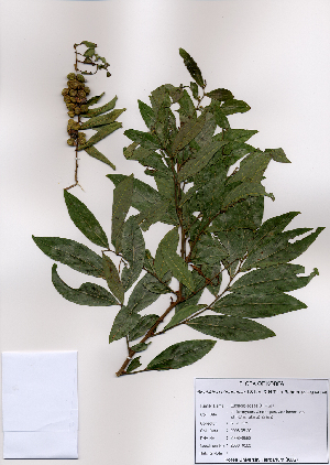  (Glochidion chodoense - PDBK2008-0583)  @11 [ ] Copyright (2008) Ki Joong Kim Korea University Herbarium (KUS)