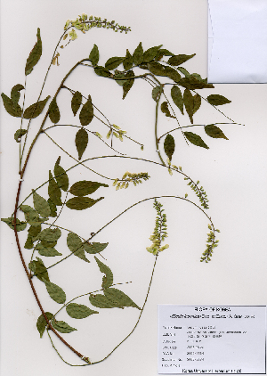  (Millettia japonica - PDBK2008-0584)  @11 [ ] Copyright (2008) Ki Joong Kim Korea University Herbarium (KUS)