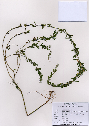  (Lespedeza juncea - PDBK2008-0649)  @11 [ ] Copyright (2008) Ki Joong Kim Korea University Herbarium (KUS)