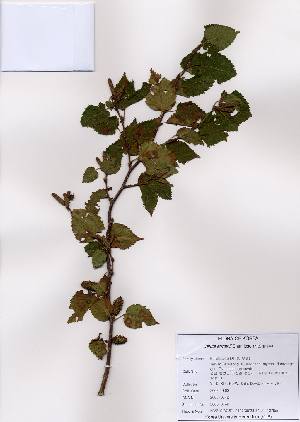  ( - PDBK2008-0742)  @11 [ ] Copyright (2008) Ki Joong Kim Korea University Herbarium (KUS)