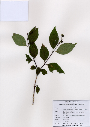  ( - PDBK2008-0768)  @11 [ ] Copyright (2008) Ki Joong Kim Korea University Herbarium (KUS)