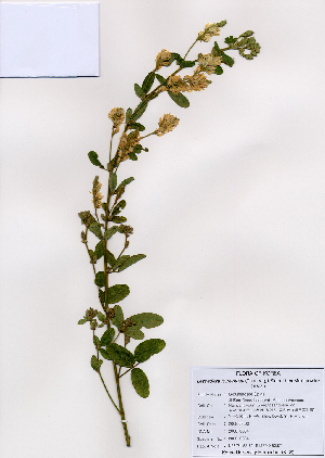  (Lespedeza tomentosa - PDBK2008-0834)  @11 [ ] Copyright (2008) Ki Joong Kim Korea University Herbarium (KUS)