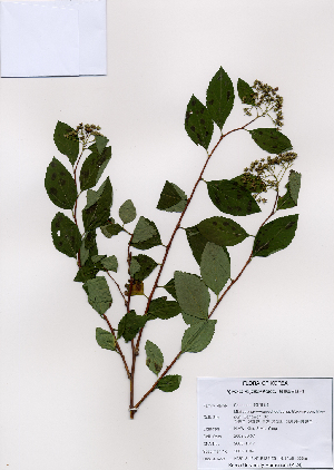  (Spiraea miyabei - PDBK2008-1047)  @11 [ ] Copyright (2008) Ki Joong Kim Korea University Herbarium (KUS)