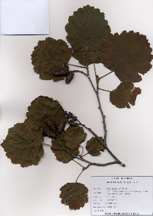  ( - PDBK2008-1076)  @11 [ ] Copyright (2008) Ki Joong Kim Korea University Herbarium (KUS)