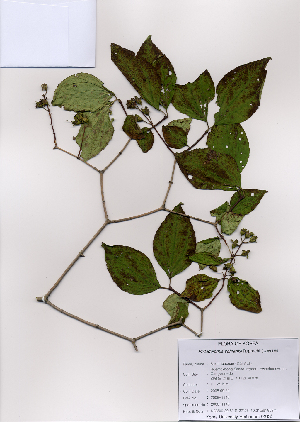  ( - PDBK2008-1146)  @11 [ ] Copyright (2008) Ki Joong Kim Korea University Herbarium (KUS)