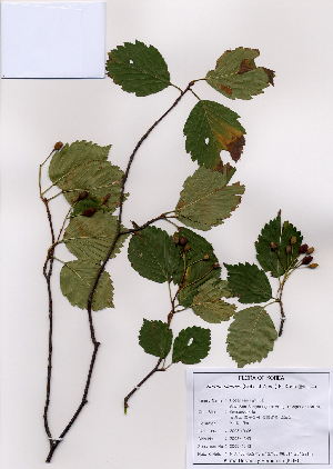  ( - PDBK2008-1343)  @11 [ ] Copyright (2008) Ki Joong Kim Korea University Herbarium (KUS)