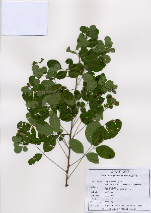 ( - PDBK2008-1351)  @11 [ ] Copyright (2008) Ki Joong Kim Korea University Herbarium (KUS)