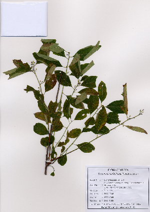  (Securinega - PDBK2008-1365)  @11 [ ] Copyright (2008) Ki Joong Kim Korea University Herbarium (KUS)