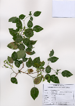  (Lespedeza maximowiczii - PDBK2008-1366)  @11 [ ] Copyright (2008) Ki Joong Kim Korea University Herbarium (KUS)