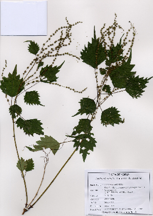  ( - PDBK2008-1376)  @11 [ ] Copyright (2008) Ki Joong Kim Korea University Herbarium (KUS)