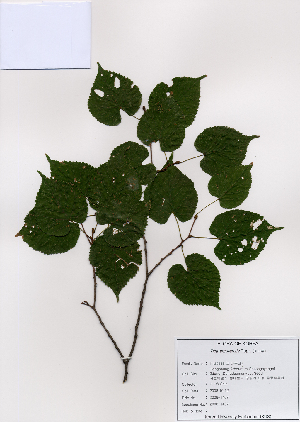  ( - PDBK2008-1407)  @11 [ ] Copyright (2008) Ki Joong Kim Korea University Herbarium (KUS)