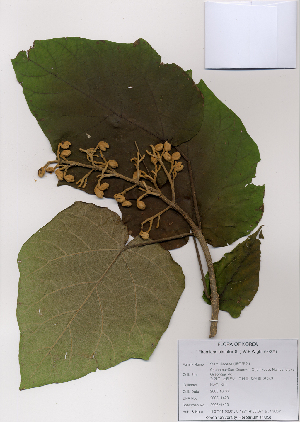  ( - PDBK2008-1423)  @11 [ ] Copyright (2008) Ki Joong Kim Korea University Herbarium (KUS)