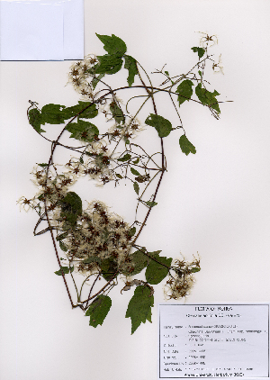  (Clematis apiifolia - PDBK2008-1445)  @11 [ ] Copyright (2008) Ki Joong Kim Korea University Herbarium (KUS)