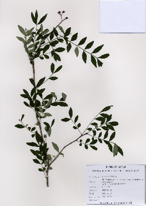  (Zanthoxylum schinifolium - PDBK2008-1508)  @11 [ ] Copyright (2008) Ki Joong Kim Korea University Herbarium (KUS)