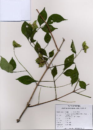  ( - PDBK2008-1535)  @11 [ ] Copyright (2008) Ki Joong Kim Korea University Herbarium (KUS)