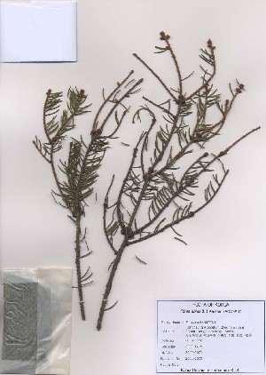  (Picea abies - PDBK2009-0072)  @12 [ ] Copyright (2009) Ki Joong Kim Korea University Herbarium (KUS)