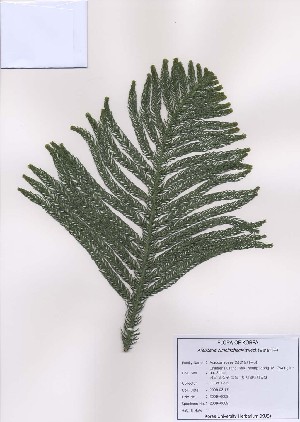  (Araucaria cunninghamii - PDBK2009-0089)  @11 [ ] Copyright (2009) Ki Joong Kim Korea University Herbarium (KUS)