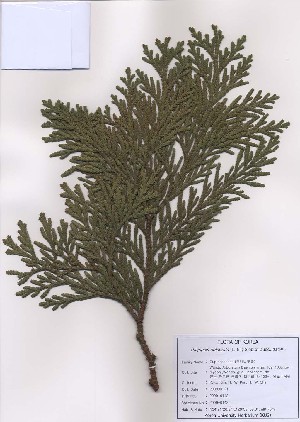  ( - PDBK2009-0142)  @11 [ ] Copyright (2009) Ki Joong Kim Korea University Herbarium (KUS)