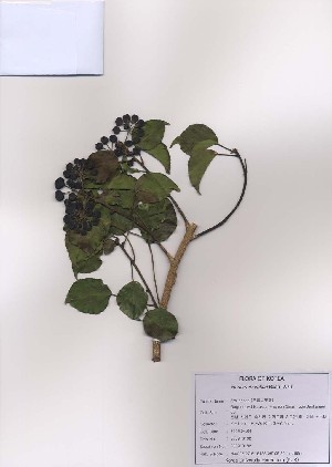  ( - PDBK2009-0192)  @11 [ ] Copyright (2009) Ki Joong Kim Korea University Herbarium (KUS)