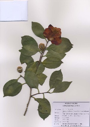  ( - PDBK2009-0193)  @11 [ ] Copyright (2009) Ki Joong Kim Korea University Herbarium (KUS)
