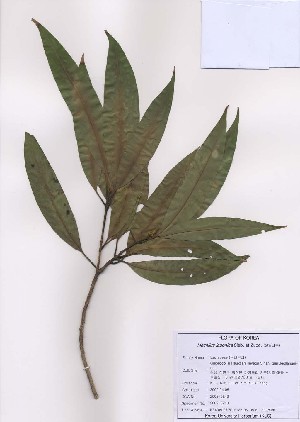  ( - PDBK2009-0248)  @11 [ ] Copyright (2009) Ki Joong Kim Korea University Herbarium (KUS)