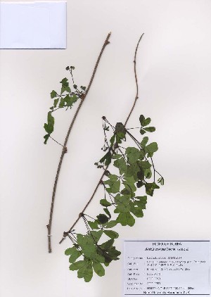  ( - PDBK2009-0359)  @11 [ ] Copyright (2009) Ki Joong Kim Korea University Herbarium (KUS)