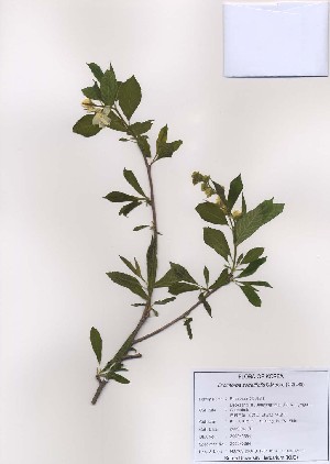  (Exochorda serratifolia - PDBK2009-0384)  @11 [ ] Copyright (2009) Ki Joong Kim Korea University Herbarium (KUS)