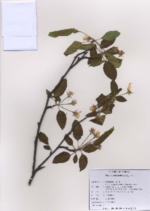  (Malus asiatica - PDBK2009-0401)  @11 [ ] Copyright (2009) Ki Joong Kim Korea University Herbarium (KUS)