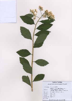  (Spiraea fritschiana - PDBK2009-0402)  @11 [ ] Copyright (2009) Ki Joong Kim Korea University Herbarium (KUS)
