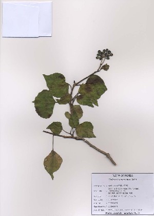  ( - PDBK2009-0474)  @11 [ ] Copyright (2009) Ki Joong Kim Korea University Herbarium (KUS)