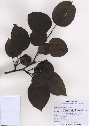  (Pyrus ussuriensis - PDBK2009-0535)  @11 [ ] Copyright (2009) Ki Joong Kim Korea University Herbarium (KUS)