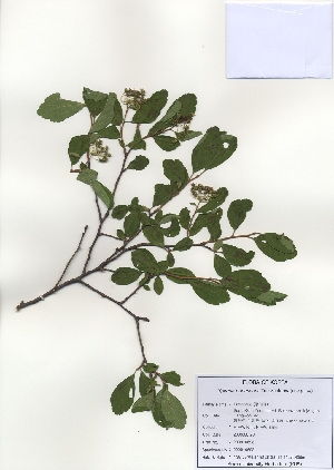  (Spiraea pubescens - PDBK2009-0698)  @11 [ ] Copyright (2009) Ki Joong Kim Korea University Herbarium (KUS)