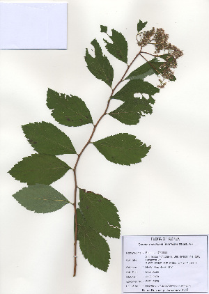  (Spiraea fritschiana - PDBK2009-0699)  @11 [ ] Copyright (2009) Ki Joong Kim Korea University Herbarium (KUS)