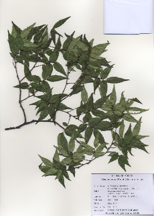  ( - PDBK2009-1151)  @11 [ ] Copyright (2009) Ki Joong Kim Korea University Herbarium (KUS)