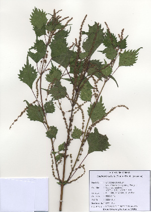  ( - PDBK2009-1157)  @11 [ ] Copyright (2009) Ki Joong Kim Korea University Herbarium (KUS)