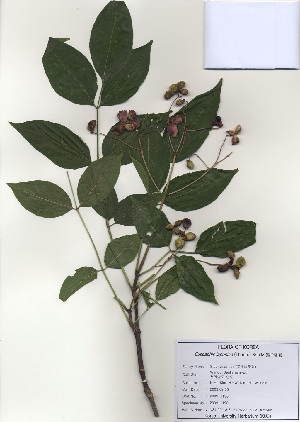  ( - PDBK2009-1196)  @11 [ ] Copyright (2009) Ki Joong Kim Korea University Herbarium (KUS)