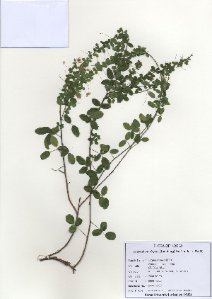 ( - PDBK2009-1203)  @11 [ ] Copyright (2009) Ki Joong Kim Korea University Herbarium (KUS)