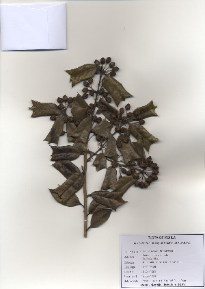  ( - PDBK2009-1224)  @11 [ ] Copyright (2009) Ki Joong Kim Korea University Herbarium (KUS)