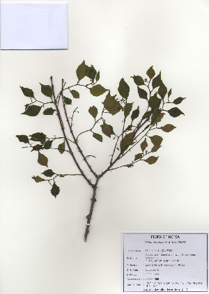  ( - PDBK2009-1288)  @11 [ ] Copyright (2009) Ki Joong Kim Korea University Herbarium (KUS)