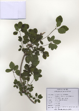  ( - PDBK2009-1291)  @11 [ ] Copyright (2009) Ki Joong Kim Korea University Herbarium (KUS)