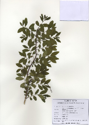  (Rosales - PDBK2009-1293)  @11 [ ] Copyright (2009) Ki Joong Kim Korea University Herbarium (KUS)
