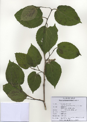  (Morus cathayana - PDBK2009-1294)  @11 [ ] Copyright (2009) Ki Joong Kim Korea University Herbarium (KUS)