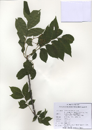  ( - PDBK2009-1301)  @11 [ ] Copyright (2009) Ki Joong Kim Korea University Herbarium (KUS)