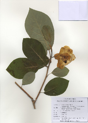  ( - PDBK2009-1309)  @11 [ ] Copyright (2009) Ki Joong Kim Korea University Herbarium (KUS)