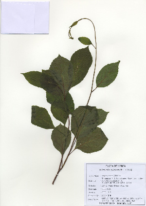  ( - PDBK2009-1315)  @11 [ ] Copyright (2009) Ki Joong Kim Korea University Herbarium (KUS)