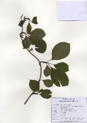  ( - PDBK2009-1321)  @11 [ ] Copyright (2009) Ki Joong Kim Korea University Herbarium (KUS)