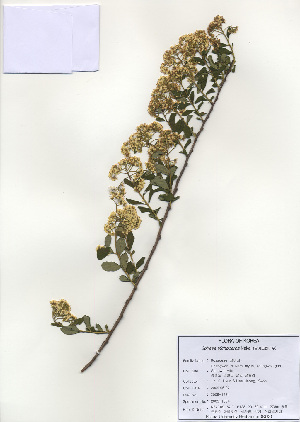  (Spiraea trichocarpa - PDBK2009-1324)  @11 [ ] Copyright (2009) Ki Joong Kim Korea University Herbarium (KUS)