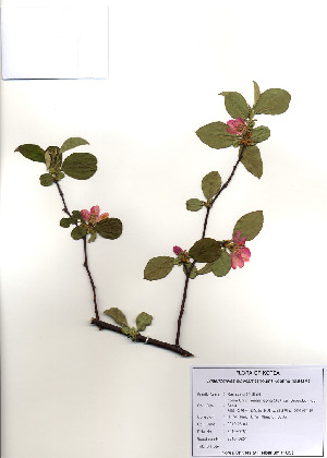  ( - PDBK2010-0251)  @11 [ ] Copyright (2010) Ki Joong Kim Korea University Herbarium (KUS)