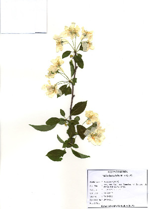  ( - PDBK2010-0255)  @11 [ ] Copyright (2010) Ki Joong Kim Korea University Herbarium (KUS)
