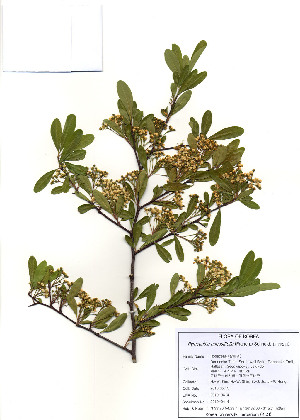  ( - PDBK2010-0414)  @11 [ ] Copyright (2010) Ki Joong Kim Korea University Herbarium (KUS)